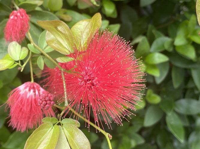 红粉扑花