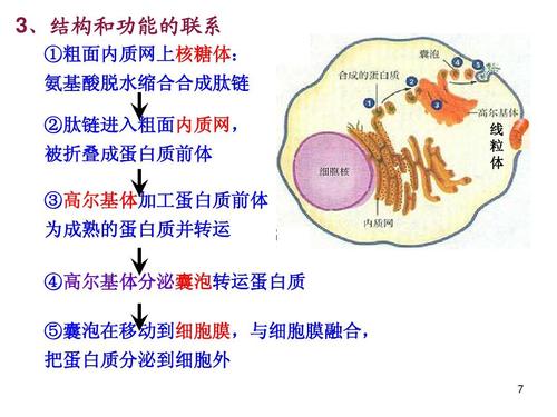 生物膜系统ppt  生物课件 3,结构和功能的联系 ①粗面内质网上核糖体