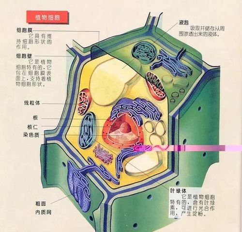 植物细胞壁的具体结构结合文字和图表示