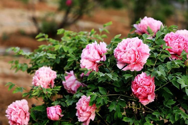 莒县丽正园牡丹