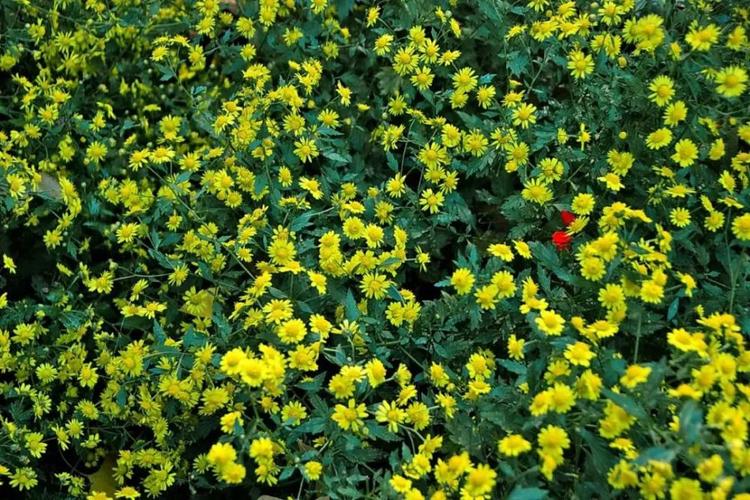 菊花 在阳光下自由开放着 金黄的花朵 就像一张张笑脸 每片花都洋溢着