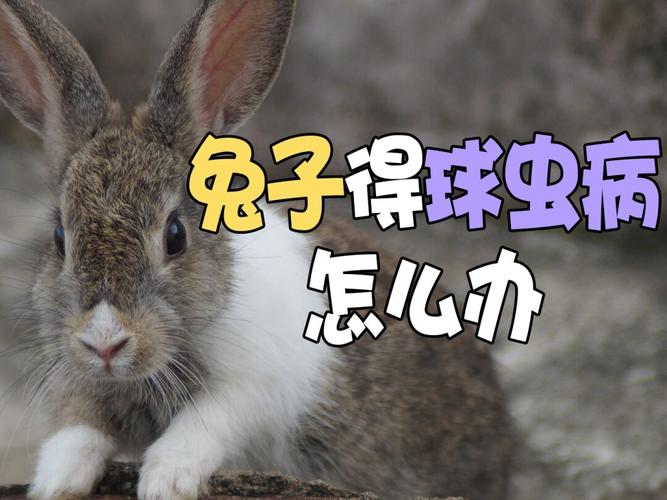 兔子得球虫病怎么办_兔子_兔子球虫病_宠物_宠物其他