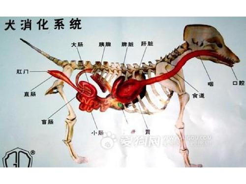 犬各器官解剖结构图 精ppt