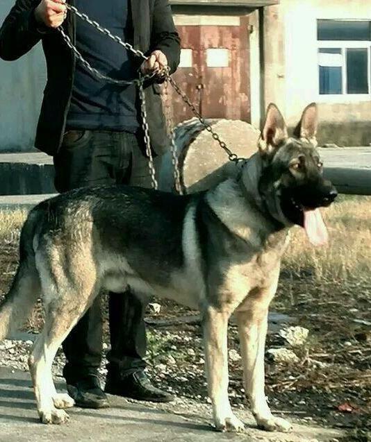 如果狼青犬没有被禁养,男生一定要养一条,真的不