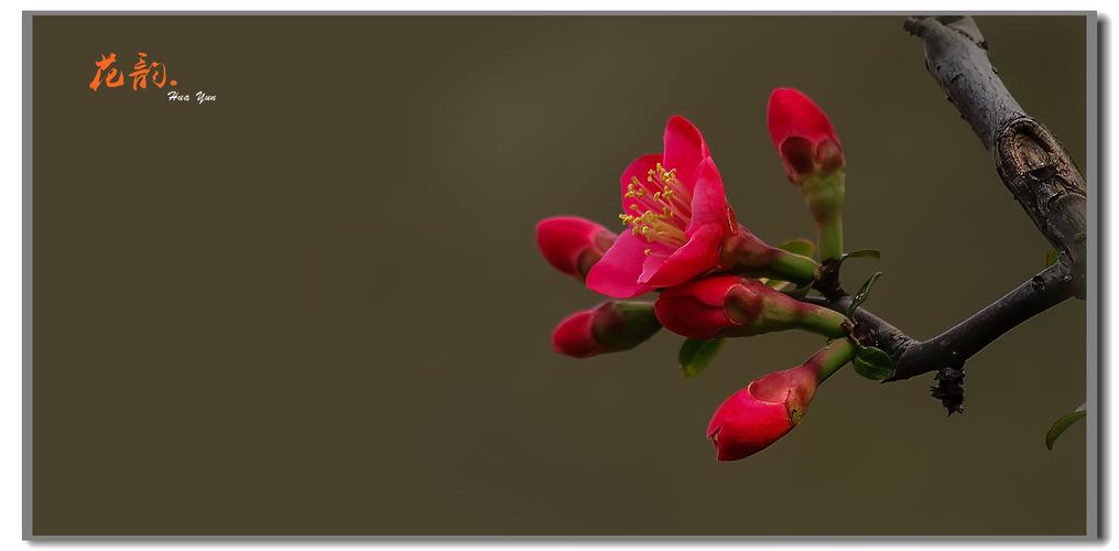 花韵-----贴梗海棠