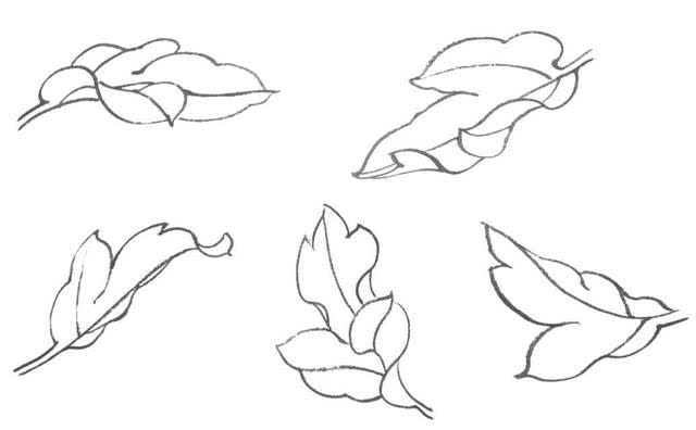 叶子 单片叶子:牡丹的叶片发自花的周围,为互生,复叶羽状.