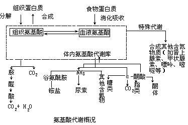 id="5438740">蛋白质水解 /a>生成的氨基酸在体内的代谢包括两个方面