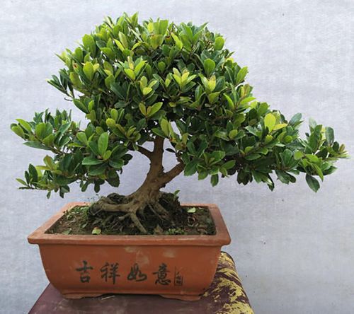 松树盆景怎么浇水?盆栽松柏树养护方法