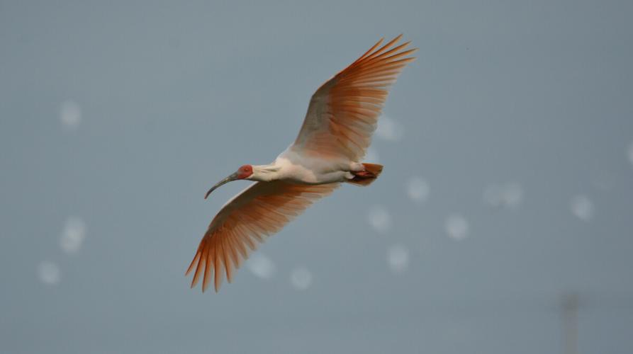惊艳且稀有的朱鹮