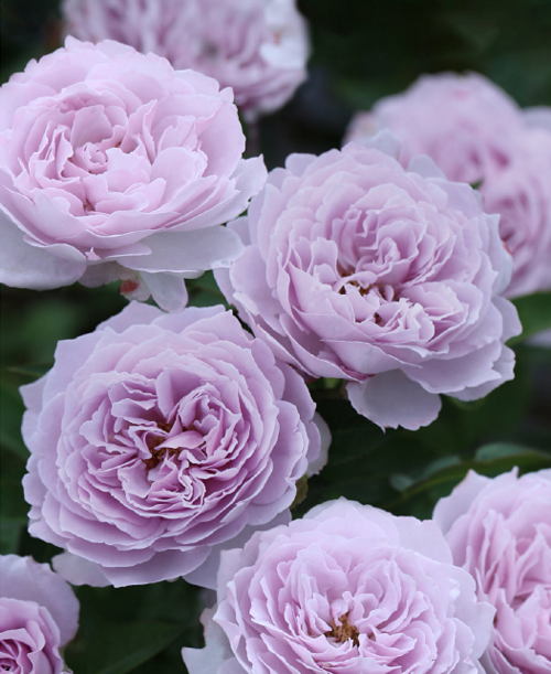 这8款蓝紫色月季花色少见而特别,亲测好养又爆花,你有