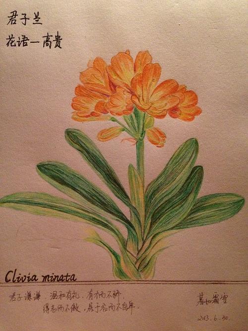 君子兰 