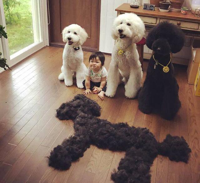 贵宾犬可以说是最受欢迎的狗狗之一,不管是迷你贵宾犬,标准贵宾犬