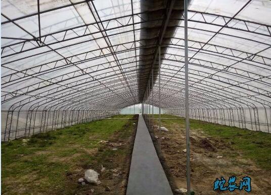 冬暖式蔬菜大棚图片3