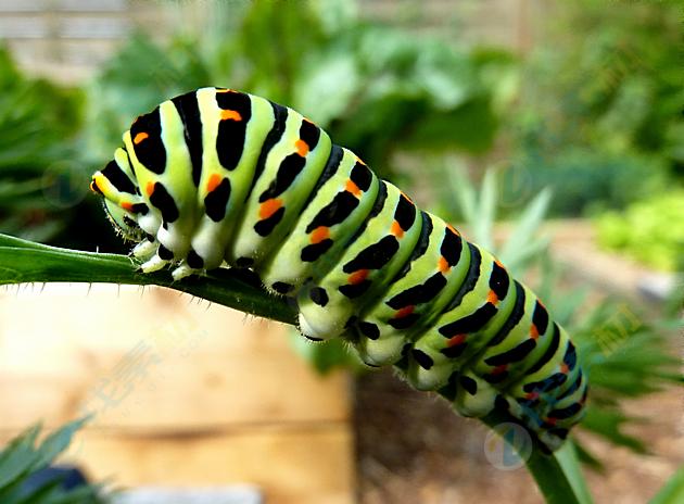 绿色花纹虫子高清图片下载