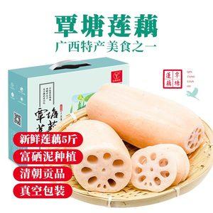 覃塘莲藕新鲜5斤包邮香糯糯米面藕现挖整箱煲汤富硒清水粉藕莲藕