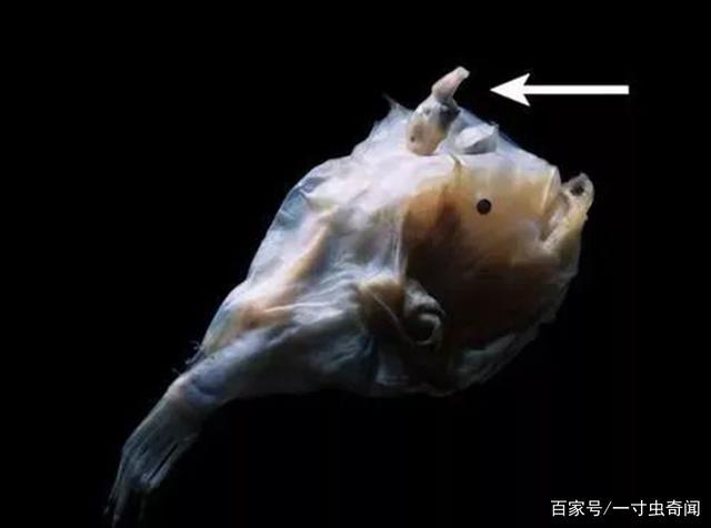 鮟鱇鱼:鱼类中的奇葩上门女婿,论吃软饭的能力,本鱼就
