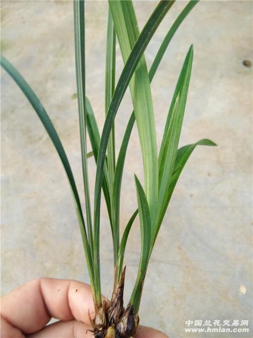 盖世牡丹 - 中国兰花交易网