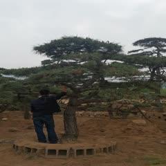 0/棵  造型黑松,树型优美,嫁植树,成活