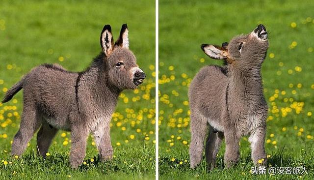 这是我见过最可爱的小毛驴,这30张照片保证让你度过美好的一天