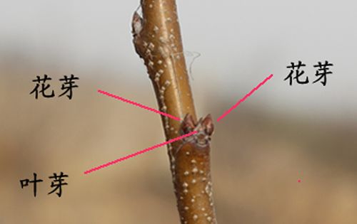 怎样识别果树的花芽和叶芽?