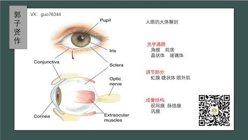 其它 眼的解剖和生理 写美篇视觉器官:由眼球,眼附属器,视路及血管