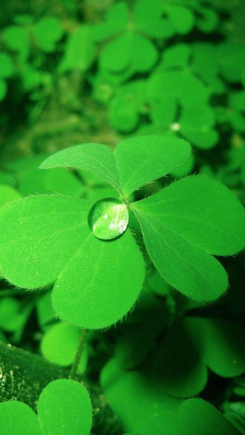 清新护眼三叶草图片,植物-手机壁纸