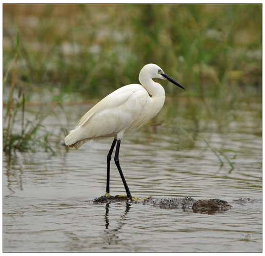 白鹭:鸟纲,国家三级保护动物.