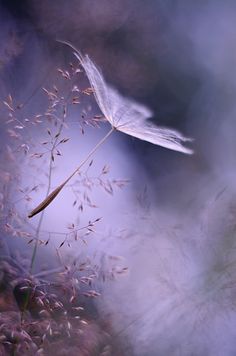 71 花海)ε-花瓣网|陪你做生活的设计师 | 蒲公英蒲公英的花语