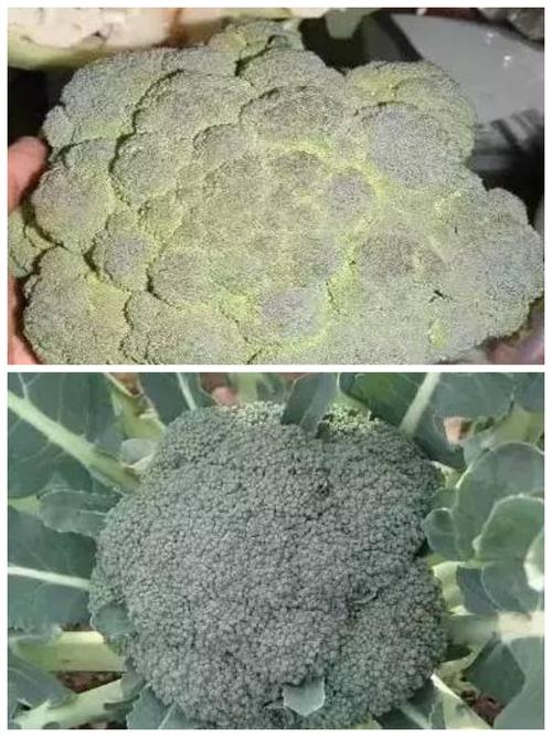 西兰花种植经验