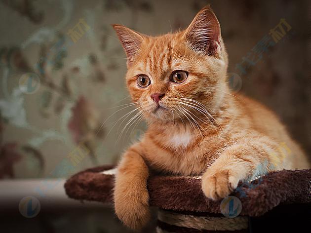 好奇可爱的小花猫高清图片下载