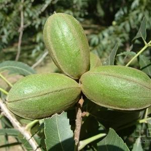 长寿果图片及价值