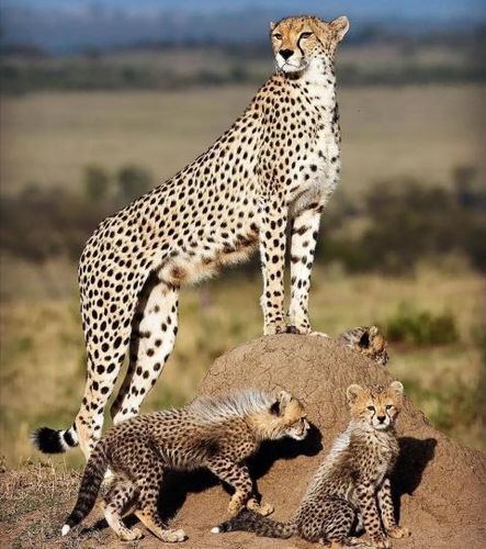 非洲大草原中野生动物16强,狮子仅排名第三