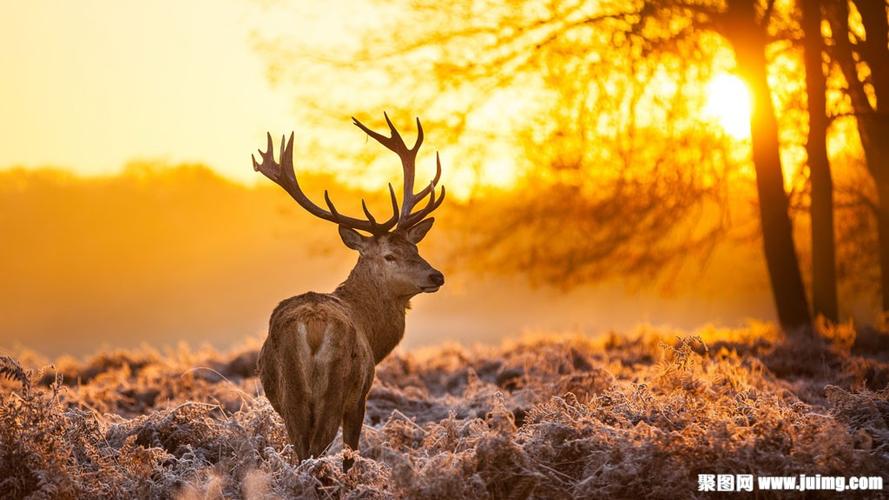 驯鹿动物壁纸