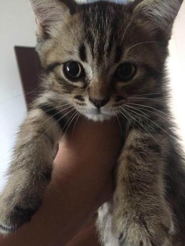 三个月英短棕虎斑小公猫转让