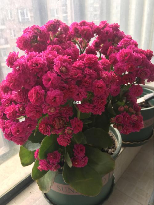 长寿花_长寿花_大红色_电饭煲_家居家装_家居装饰