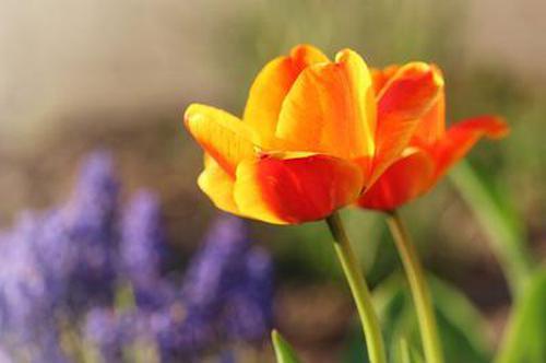 魅族下载欢乐斗地主