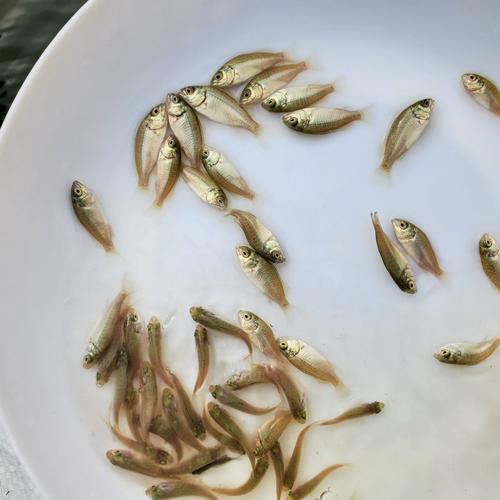 鲈鱼苗 宝石鲈鱼苗 澳洲宝石鲈鱼苗 大量批发各种鱼苗