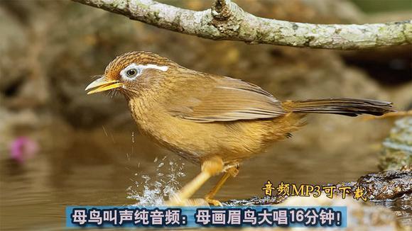 好画眉鸟难求,听听这只画眉鸟的叫声,算得上好鸟吗?