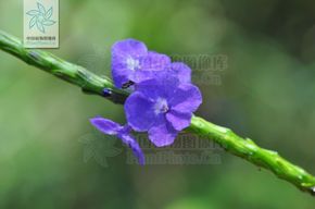 假蛇尾草属|2|7