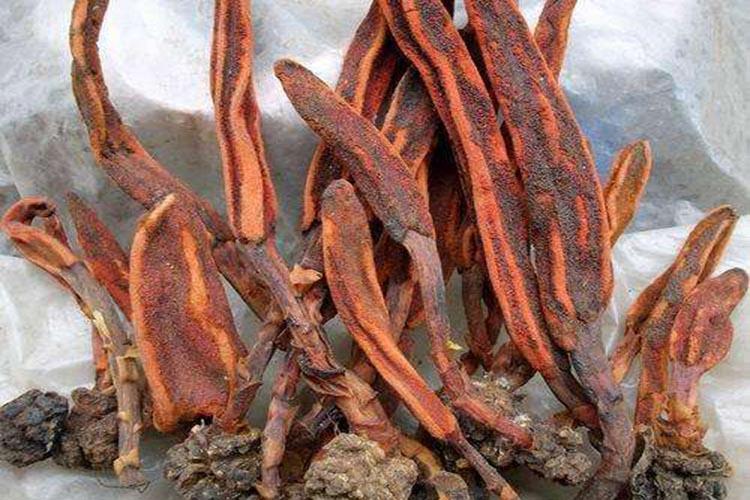 中药材 顶天柱回春 草云南特产 野生不老草 草苁蓉500g泡酒料煲汤