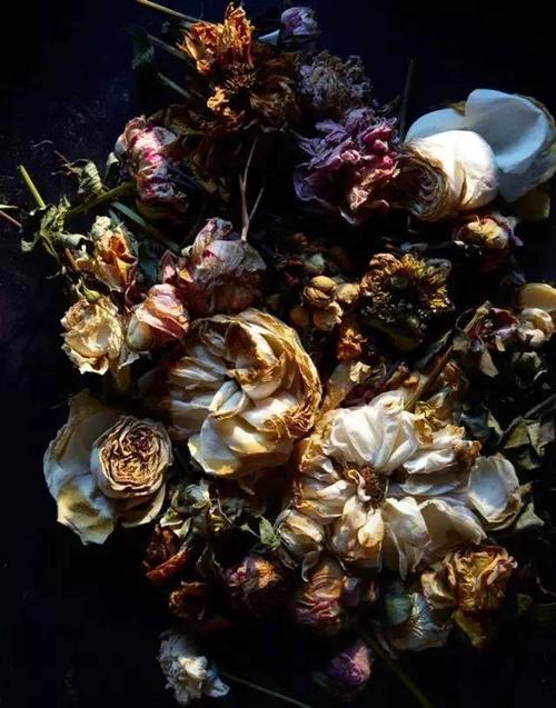 "枯萎",是人生最高级的美