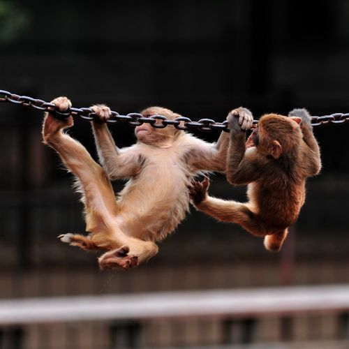 标题:动物园里的故事~~猴子一家