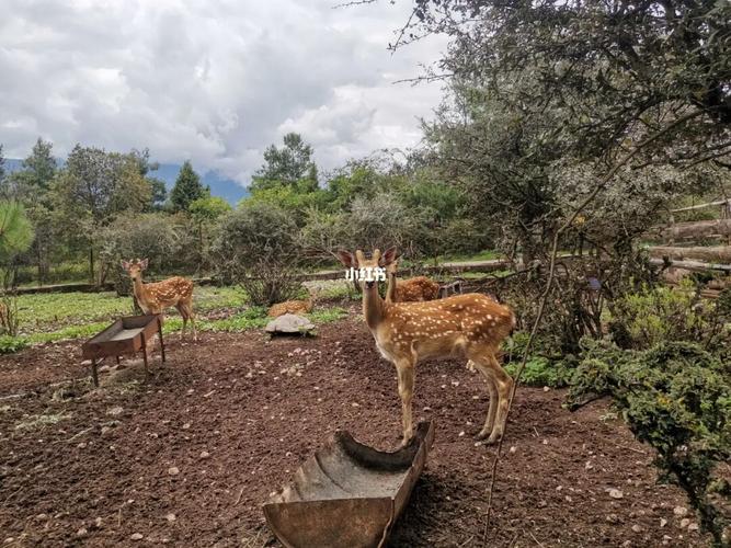 推荐大家去丽江要去猎鹰谷_丽江猎鹰谷景区_休闲玩乐