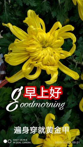 其它 手机制作《早上好》帖 写美篇 菊花是今年到沙湖公园,园博园等处