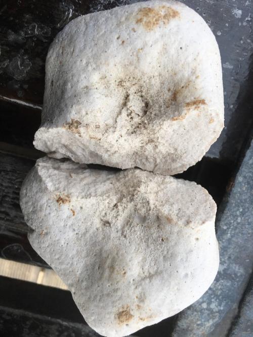 海边捡到乳白色粉末状石头,是什么?