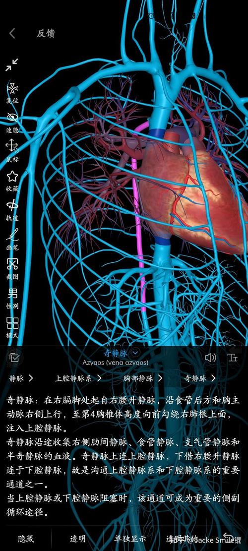 上腔静脉阻塞,为什么静脉血流方向自上而下?