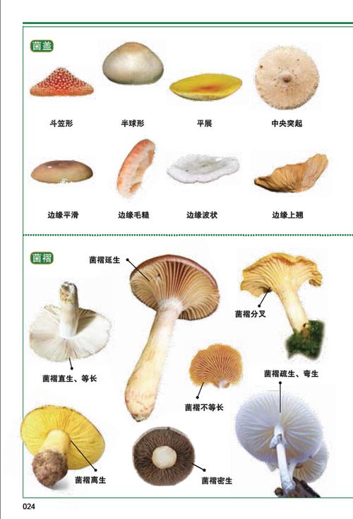 相关推荐 内容简介 图文并茂地介绍202种食用,药用蘑菇,毒蘑菇和奇异