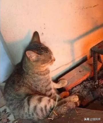 烤火取暖必须伸开脚掌的狸花猫,这是要成精?猫:散开小脚热的快