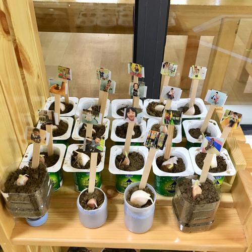 【六安永和幼儿园】小班主题课程《踏踏响》之种大蒜