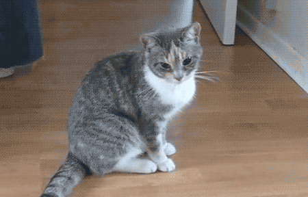 猫咪聪明装死gif动图_动态图_表情包下载_soogif